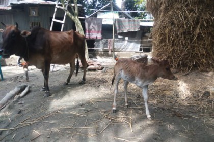 গলাচিপায় ৩ পা বিশিষ্ট বাছুর