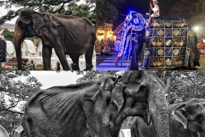 জোর করে প্যারেডে হাঁটানো কঙ্কালসার হাতিটি আর নেই