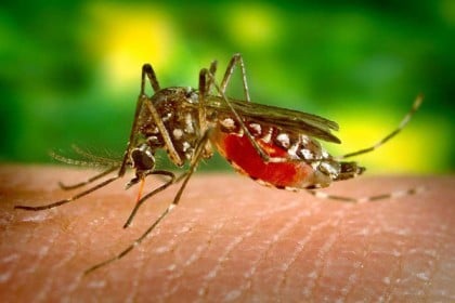 ২৪ ঘণ্টায় ডেঙ্গু আক্রান্ত ৩৯৮ জন