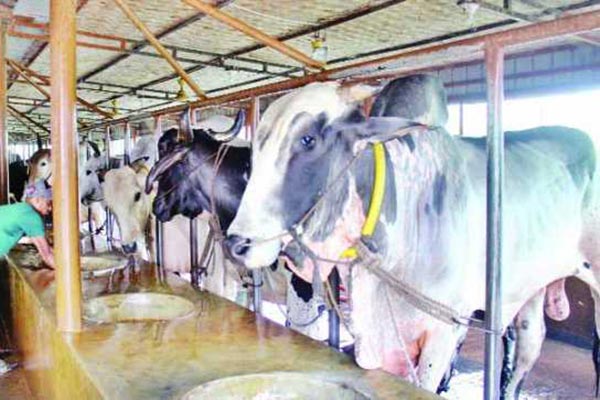 এবার মশার আক্রমণে ২৫ গরুর মৃত্যু, আতঙ্কে খামারিরা