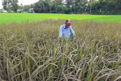 কুমিল্লায় ব্ল্যাক রাইসের চাষ বাড়ছে

