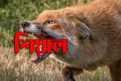 বগুড়ায় শিয়ালের কামড়ে নারীসহ আহত ২৪, এলাকায় আতঙ্ক