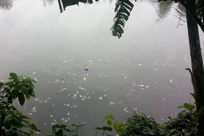 মাছের সঙ্গে এ কেমন শত্রুতা!