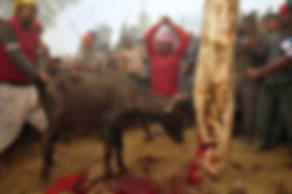 যে যুক্তি দেখিয়ে ত্রিপুরায় পশুবলি নিষিদ্ধ করলেন হাইকোর্ট