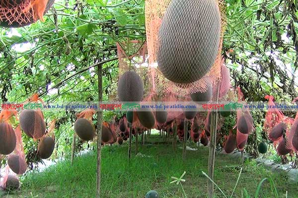 মালচিং পদ্ধতিতে পীরগঞ্জে তরমুজের বাম্পার ফলন