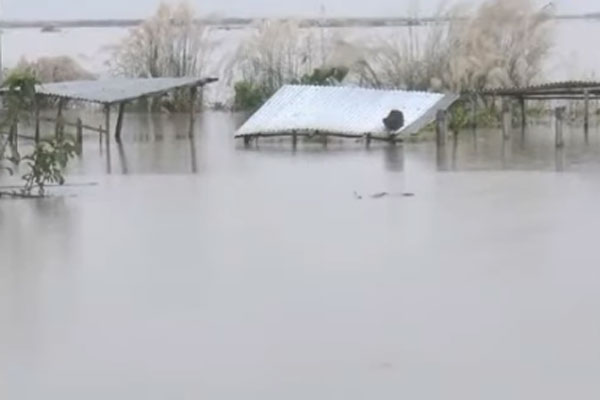 কুষ্টিয়ায় বন্যায় পানিবন্দি ৩৭ গ্রামের মানুষ, ভোগান্তি চরমে