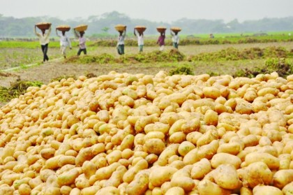 বিদেশে আলু রপ্তানি করতে চায় সরকার