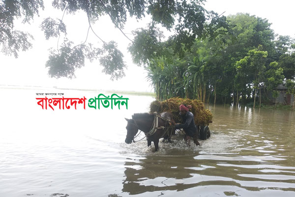 পাবনায় বিপদসীমার উপরে পানি, ফসল হারিয়ে দিশেহারা কৃষক
