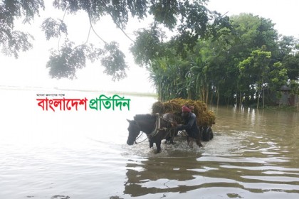 পাবনায় বিপদসীমার উপরে পানি, ফসল হারিয়ে দিশেহারা কৃষক