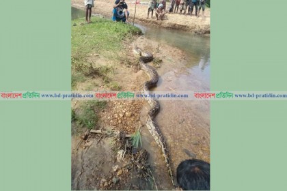 হরিণ শাবক গলায় আটকে অজগরের মৃত্যু 