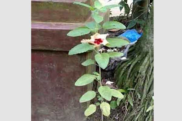 তুলসী গাছে জবা ফুল ফোটায় ব্যাপক চাঞ্চল্য!