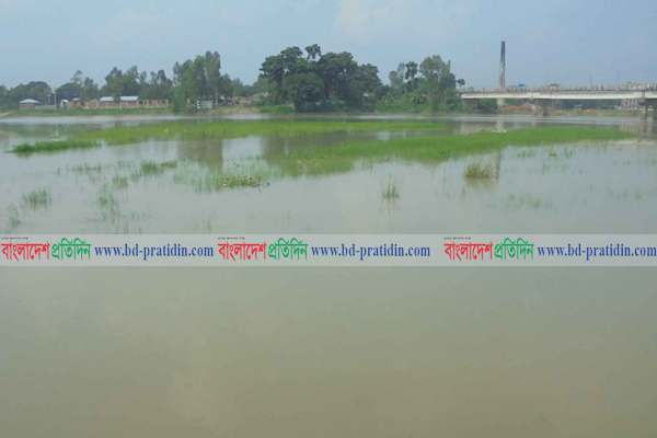 বগুড়ায় বাঙ্গালী নদীর পানি বৃদ্ধি, তলিয়ে গেছে নিম্নাঞ্চলের ফসল