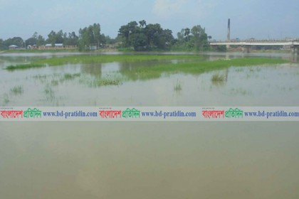 বগুড়ায় বাঙ্গালী নদীর পানি বৃদ্ধি, তলিয়ে গেছে নিম্নাঞ্চলের ফসল