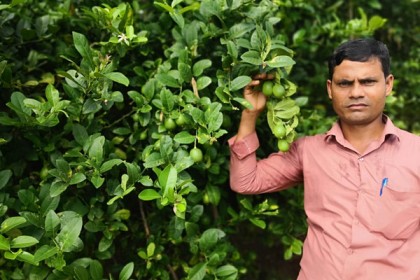 লেবু চাষে স্বাবলম্বী সানোয়ার