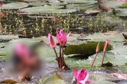 কুমিল্লায় শাপলা তুলতে গিয়ে শিশুর মৃত্যু