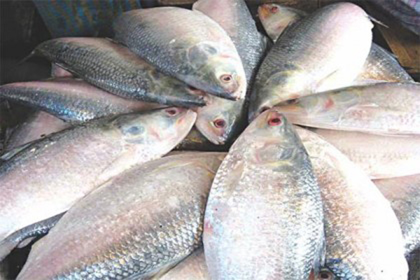 তৃতীয় দফায় ভারতে গেল আরও ৪৫ টন ইলিশ