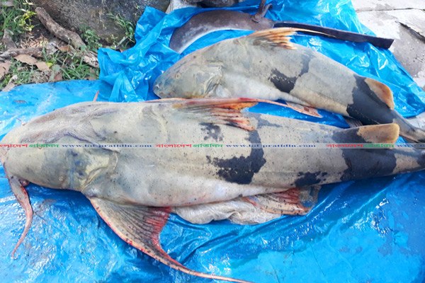 সিংড়ায় বাঘাইড় মাছ দেখতে উৎসুক জনতার ভিড়

