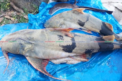 সিংড়ায় বাঘাইড় মাছ দেখতে উৎসুক জনতার ভিড়

