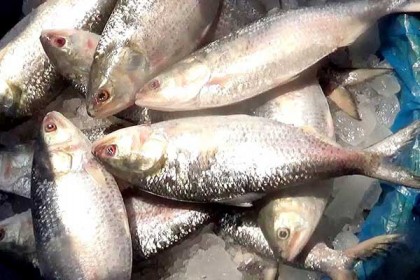 আখাউড়ায় জব্দ ইলিশ মাছ এতিমখানায় বিতরণ 