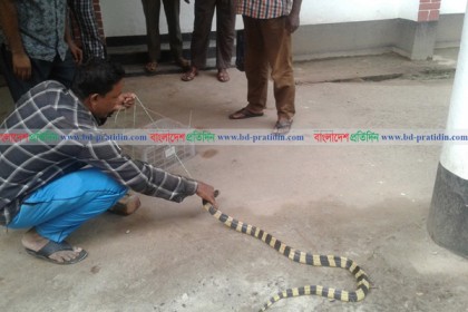 বিরল প্রজাতির সাপ উদ্ধার 

