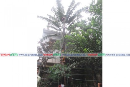 দু’তলা ছুঁয়েছে বিশালাকার কলা গাছ!