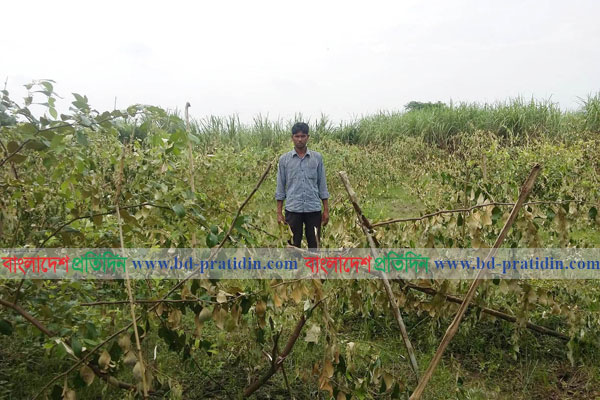 লালপুরে গাছের সাথে এ কেমন শত্রুতা