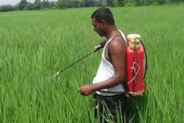 টাঙ্গাইলে ধানক্ষেতে কীটনাশক দিতে গিয়ে প্রাণ গেল কৃষকের