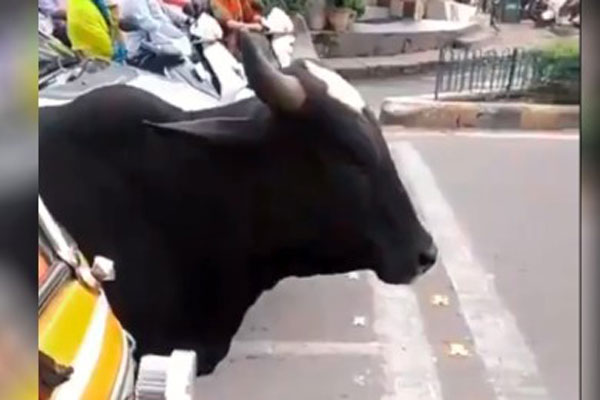 ট্রাফিক সিগনাল মেনে দাঁড়িয়ে আছে গরু! ভাইরাল প্রীতি জিনতার ভিডিও