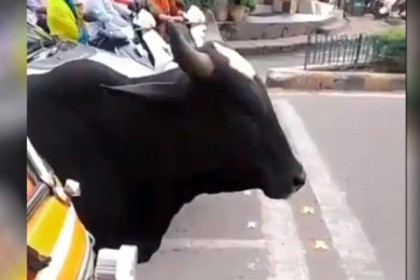 ট্রাফিক সিগনাল মেনে দাঁড়িয়ে আছে গরু! ভাইরাল প্রীতি জিনতার ভিডিও