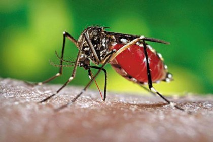 খুলনায় ডেঙ্গুতে গৃহবধূর মৃত্যু