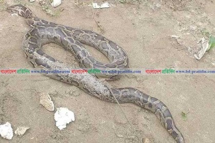 তেঁতুলিয়ায় করতোয়া নদী থেকে অজগর সাপ উদ্ধার 