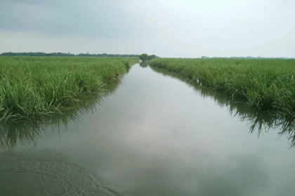 নাটোরে পদ্মার পানি বৃদ্ধিতে ফসল ক্ষতিগ্রস্ত  

