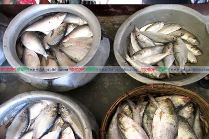 কুমিল্লায় ৯৩ কেজি ইলিশ জব্দ, ৭ ব্যবসায়ীকে অর্থদণ্ড
