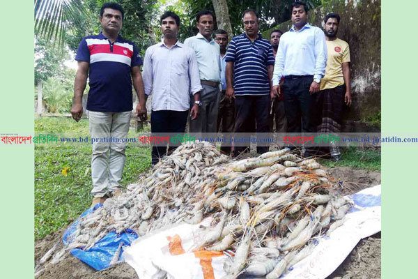 সুন্দরবনে বিষ দিয়ে শিকার করা  ৮০ কেজি গলদা চিংড়ি জব্দ