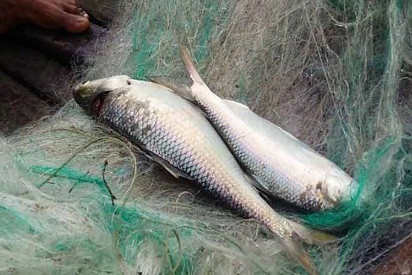 ফতুল্লায় ১১ মণ মা ইলিশ উদ্ধার