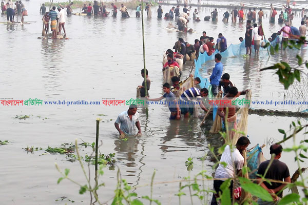 ঠাকুরগাঁও বুড়ির বাঁধে চলছে মাছ ধরা উৎসব, হাজির কয়েক হাজার মানুষ