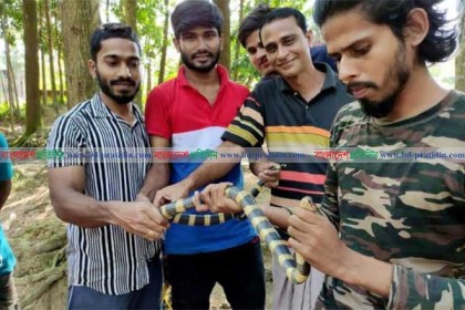 সাপের বন্ধু রফিক!