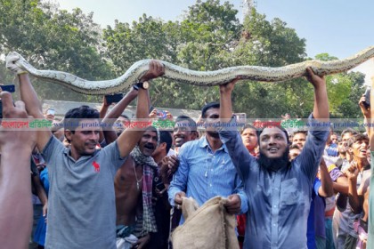 সিরাজগঞ্জে ৯ ফুট লম্বা অজগর সাপ উদ্ধার