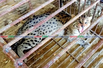 সিলেটে ফাঁদে আটকা পড়লো মেছোবাঘ