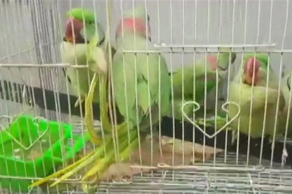 আদালতের কাঠগড়ায় ১৩ টিয়া!