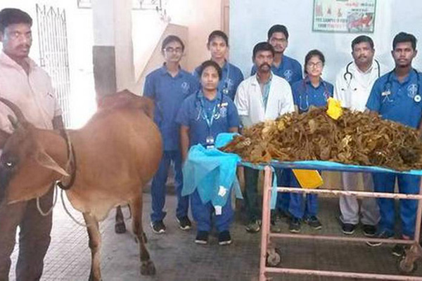 গরুর পেট থেকে বের করা হল ৫২ কেজি প্লাস্টিক!