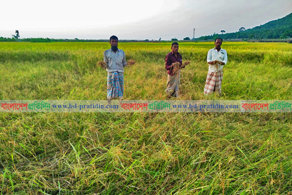 টেকনাফে আমনের ক্ষেতে পোকার আক্রমণ, দিশেহারা কৃষক