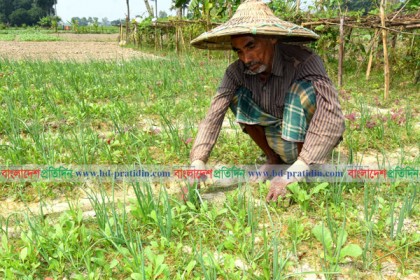 বগুড়ায় পেঁয়াজ উৎপাদন বাড়লেও দাম কমছে না 