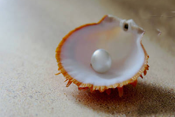 সন্ধান মিলল বিশ্বের সবচেয়ে প্রাচীন মুক্তার