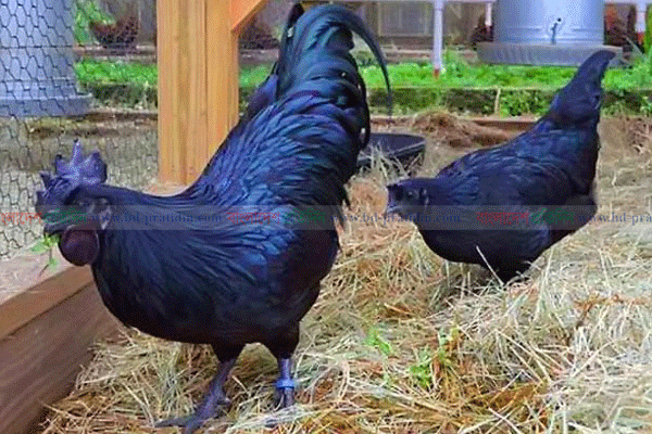 'কালো হীরা' কাদাকনাথ এখন রাজশাহীতে