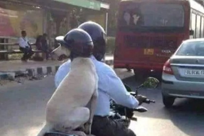 হেলমেট পরে মোটরসাইকেলে কুকুর!