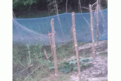 গলাচিপায় গাছের সাথে শত্রুতা