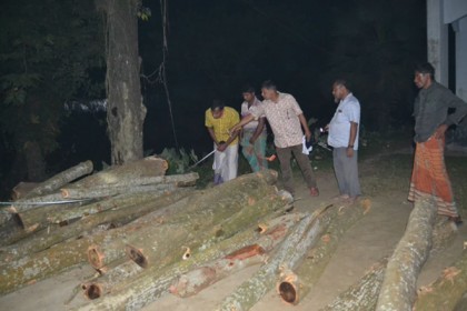 হালুয়াঘাটে সরকারি গাছ কাটার অভিযোগ