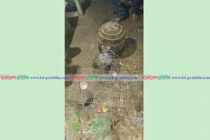 শ্রীমঙ্গলে ডাহুক পাখি উদ্ধার 