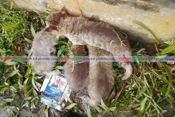 ফুলপুরে মেছো বাঘের চারটি ছানা উদ্ধার